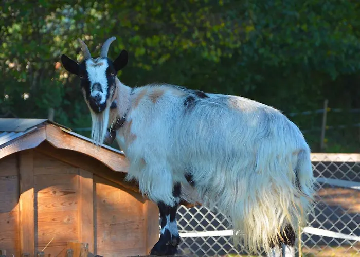 فندق مبيت وإفطار Ribelhof Altstätten