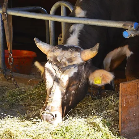 Ribelhof * Altstatten