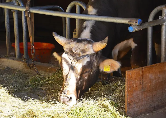 Ribelhof * Altstatten